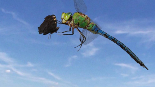Sky Hunters - The World of Dragonfly
